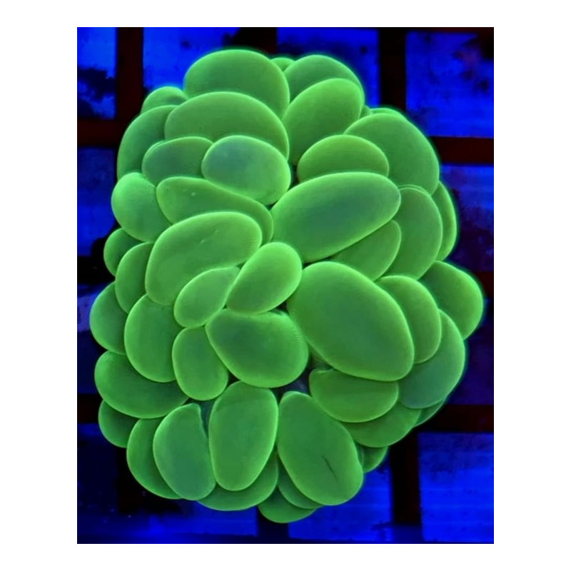 PLEROGYRA SIUNOSA FLUOR talla M