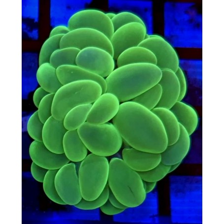 PLEROGYRA SIUNOSA FLUOR
