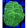 PLEROGYRA SIUNOSA FLUOR