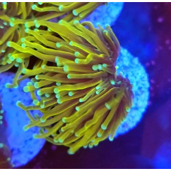 EUPHILLIA SON OF GOD (DOUBLE HEAD)