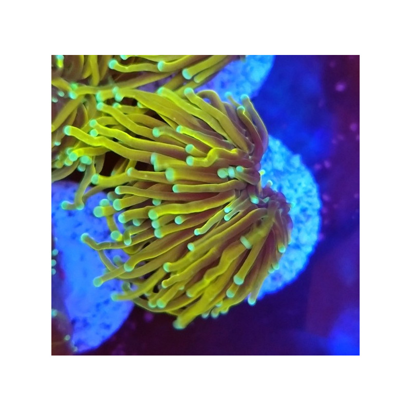 EUPHILLIA SON OF GOD (DOUBLE HEAD)