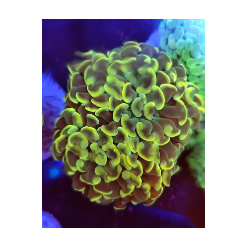 EUPHILIA PARANCORA GOLD