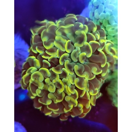 EUPHILIA PARANCORA GOLD