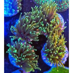 EUPHILLIA GRABESCEN GREEN (double head)