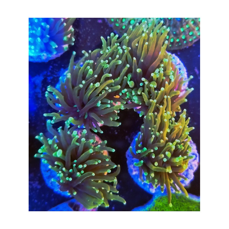 EUPHILLIA GRABESCEN GREEN (cabeza doble)