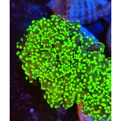 EUPHILLIA FOR ELECTRIC HULK CURRENCY