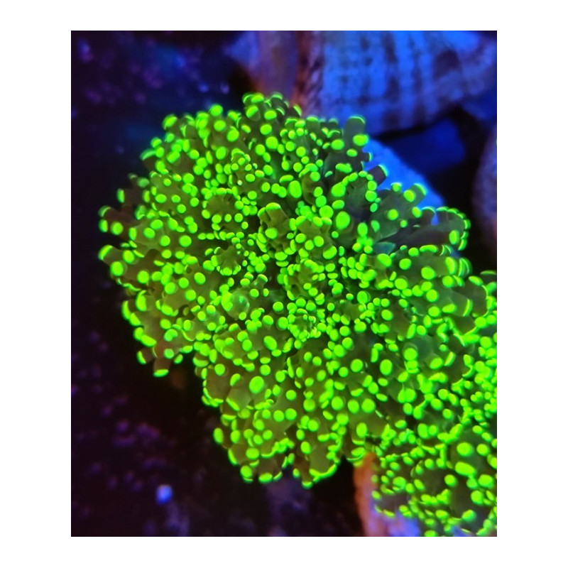 EUPHILLIA FOR ELECTRIC HULK CURRENCY