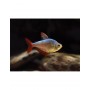 Tetra colombiano