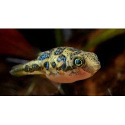 DWARF FRESHWATER PUFFERFISH SM