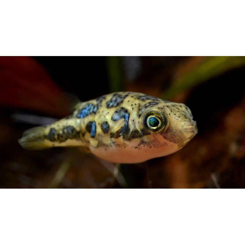 DWARF FRESHWATER PUFFERFISH SM