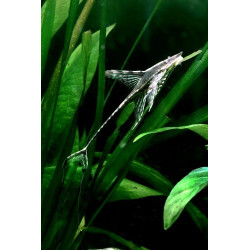 STURIOSOMA BARBATUM 5 - 6 CM