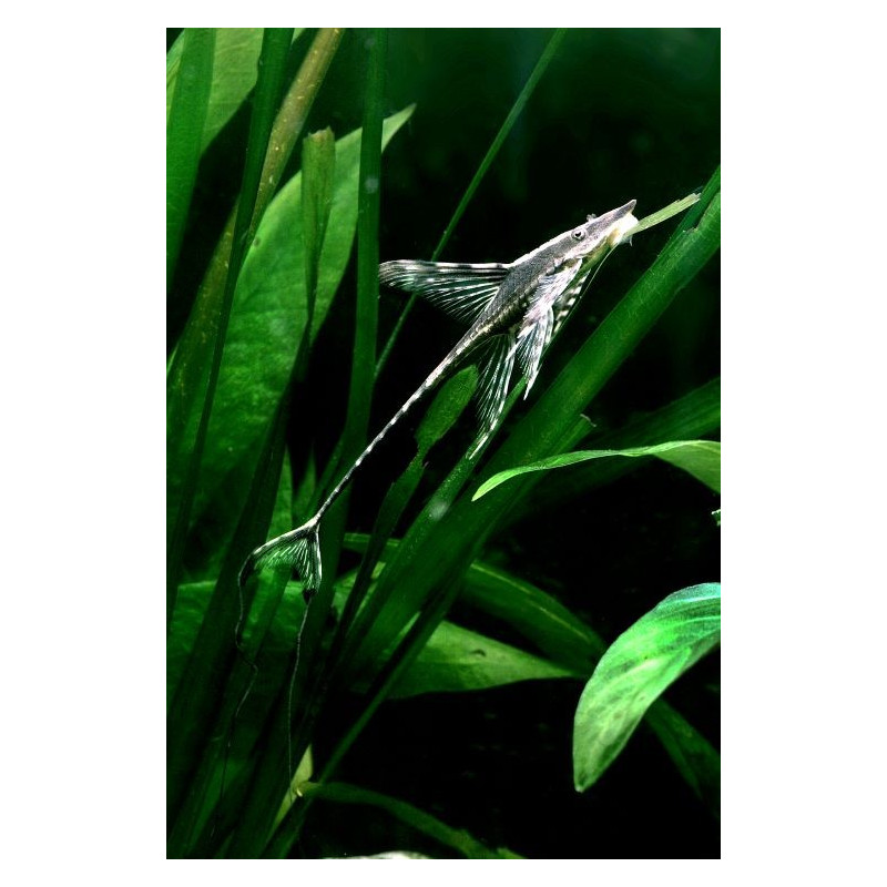 STURIOSOMA BARBATUM 5 - 6 CM