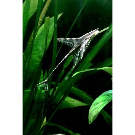 STURIOSOMA AUREUM 5 - 6 CM