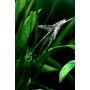 STURIOSOMA AUREUM 5 - 6 CM