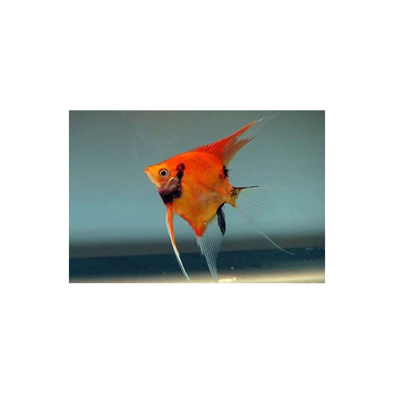 RED DEVIL CLIMB 3-4 CM