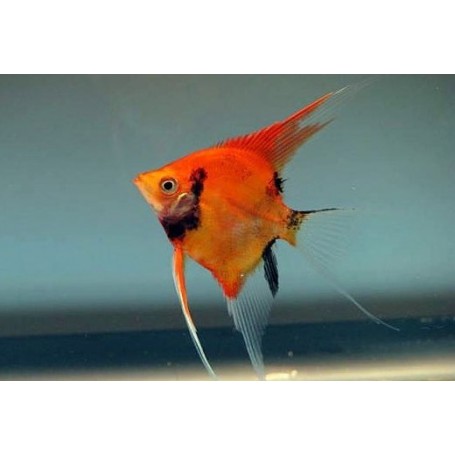SCALAR RED DEVIL 3-4 CM