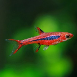 MOSQUITO RASBORA BRIGITTAE