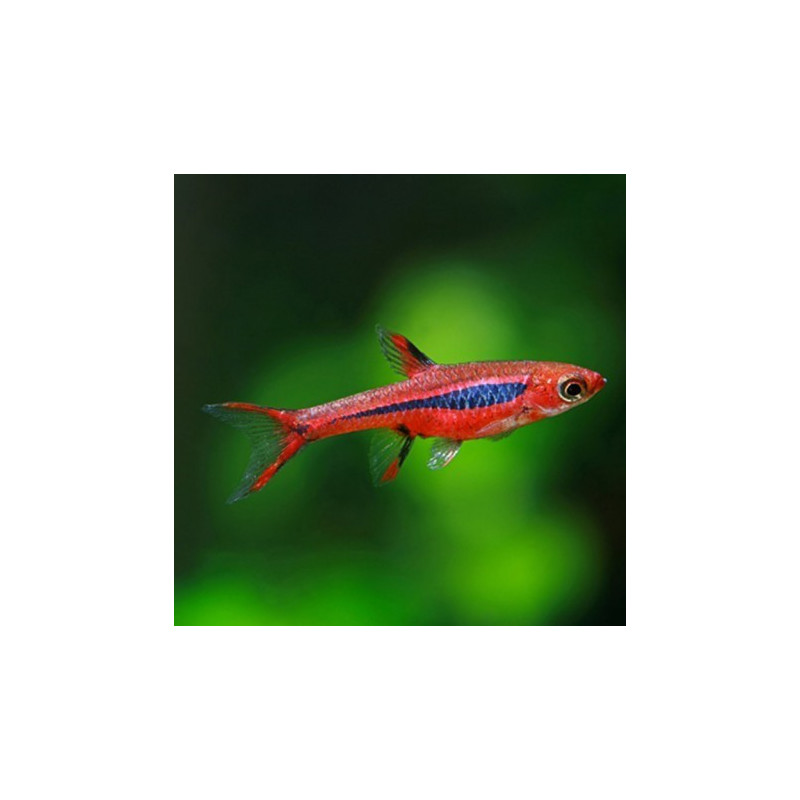 MOSQUITO RASBORA BRIGITTAE
