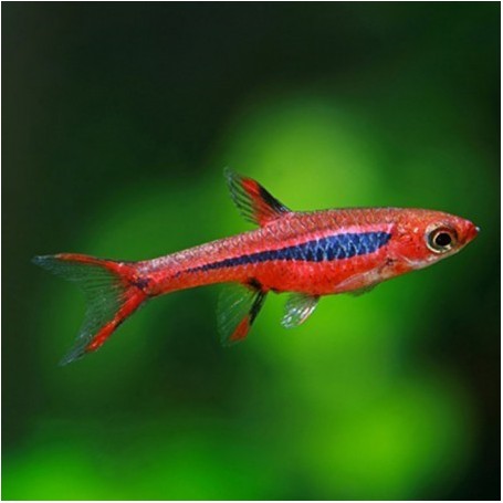 RASBORA MOSQUITO BRIGITTAE