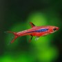 RASBORA MOSQUITO BRIGITTAE