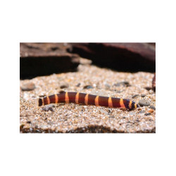 KUHLI STRIPED 5-6 cm