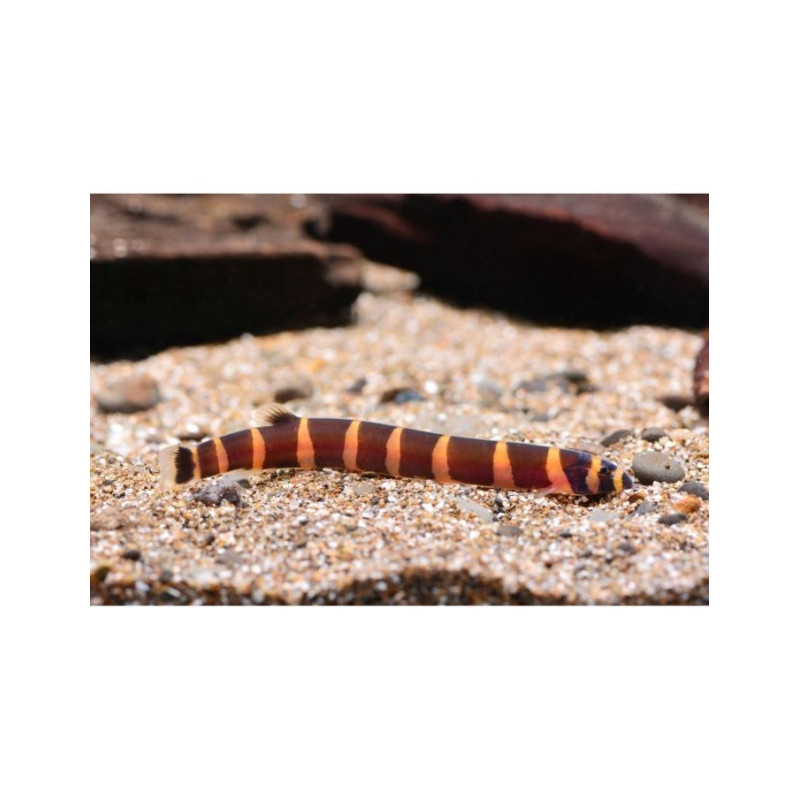 KUHLI STRIPED 5-6 cm