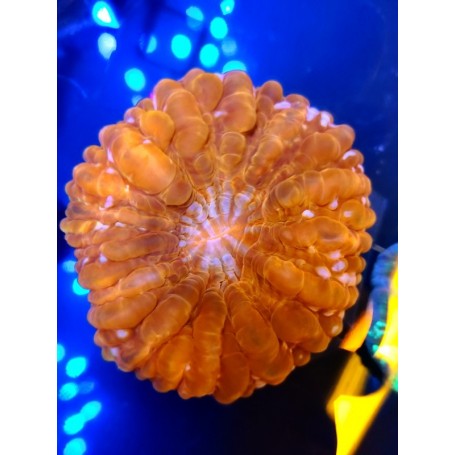 CYNARINA LACRIMALIS RED