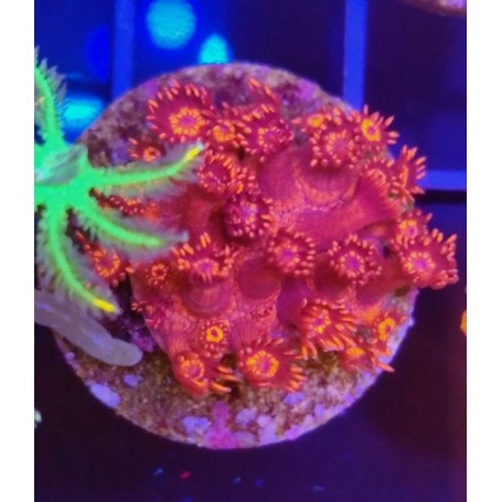 GONIOPORA ULTRA RED