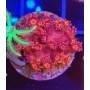 GONIOPORA ULTRA RED