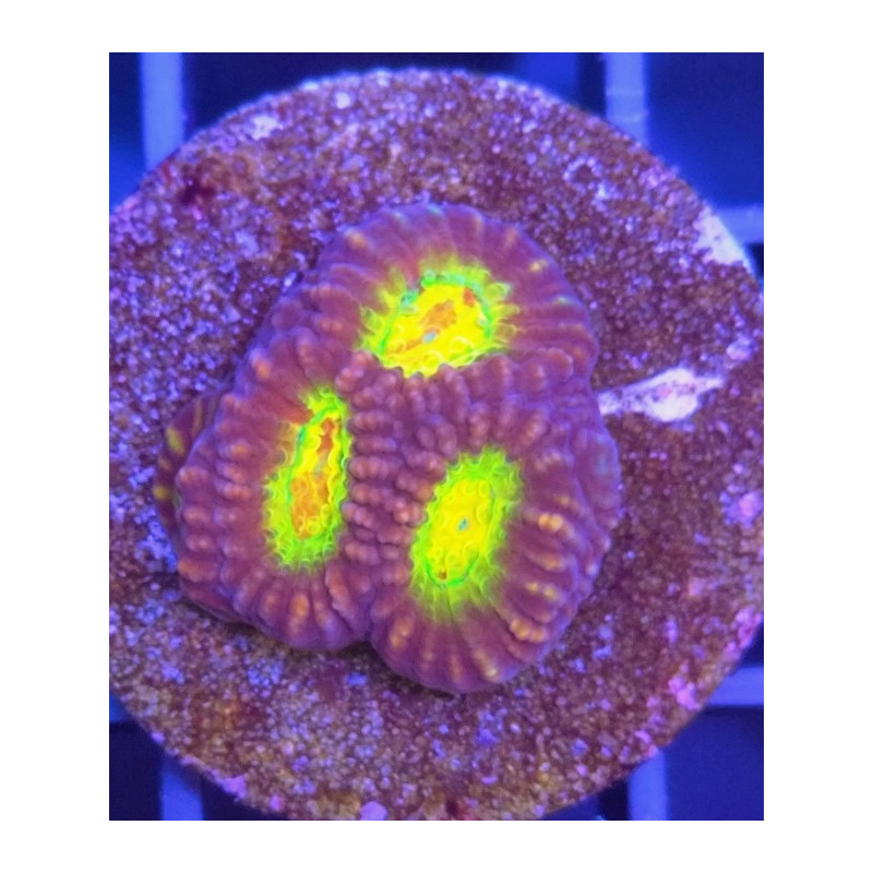 FAVITES ULTRA (FRAG COLLECTOR)