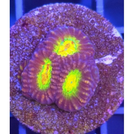 FAVITES ULTRA (FRAG COLLECTOR)