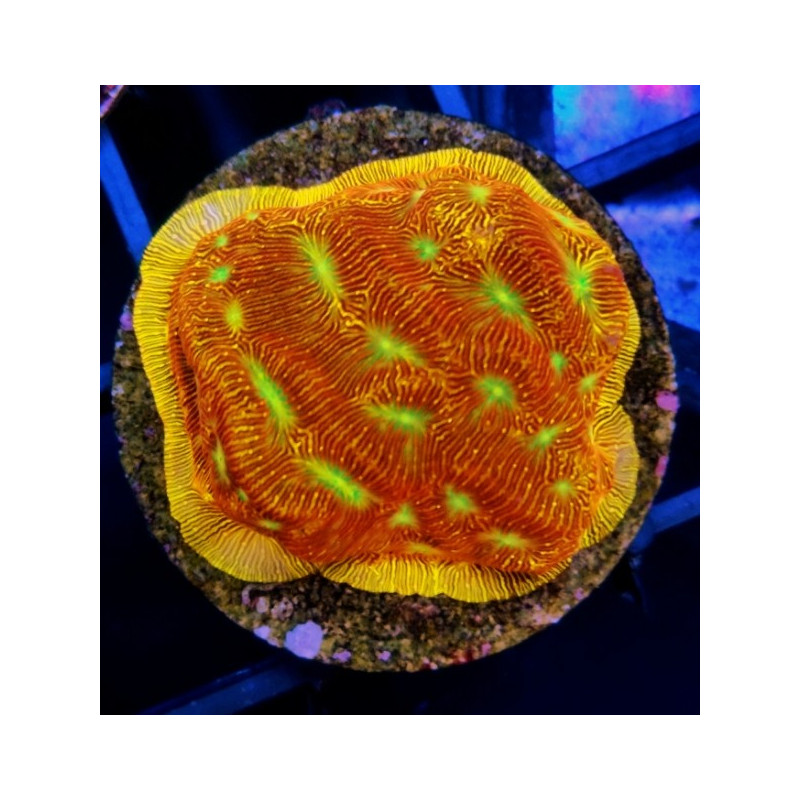 LEPTOSERISS JASON FOX (FRAG COLLECTOR)