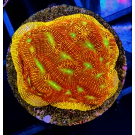 LEPTOSERISS JASON FOX