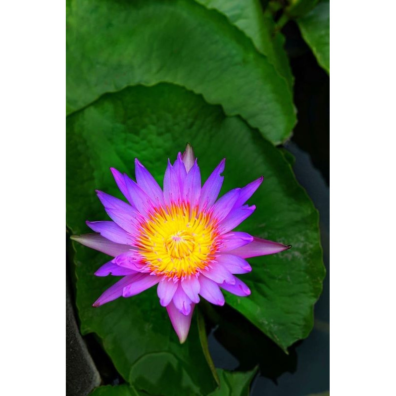 BULBO NIMPHAEA STELLATA