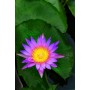 BULBO NIMPHAEA STELLATA