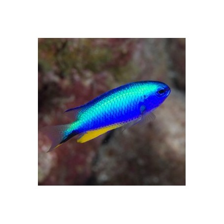 POMACENTRUS ALLENI