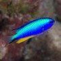 POMACENTRUS ALLENI