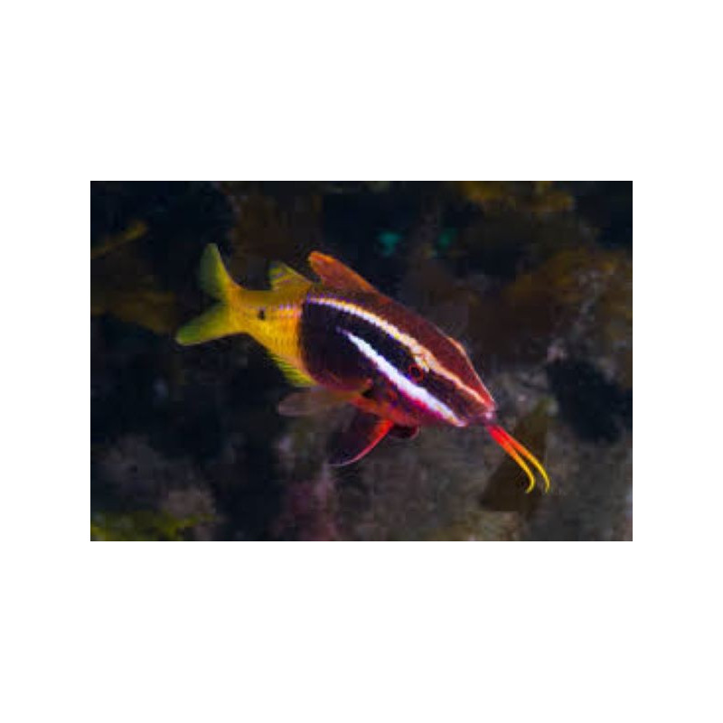 PARAPENEUS BARBERINOIDES