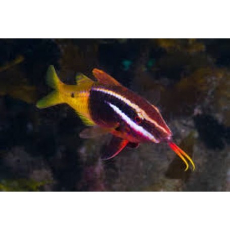 PARAPENEUS BARBERINOIDES