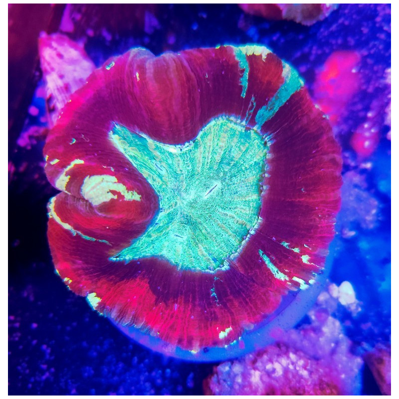 TRACHYPHYLLIA ULTRA