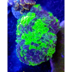 EUPHYLLIA FIMBRIAPHYLLIA GRAFTED