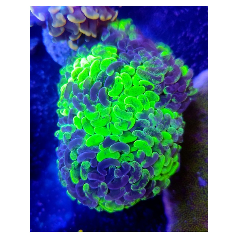 EUPHYLLIA FIMBRIAPHYLLIA GRAFTED