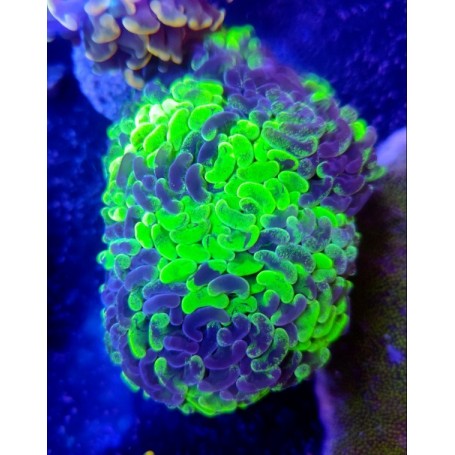 EUPHYLLIA PARANCORA GRAFTED