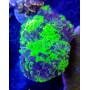 EUPHYLLIA PARANCORA GRAFTED