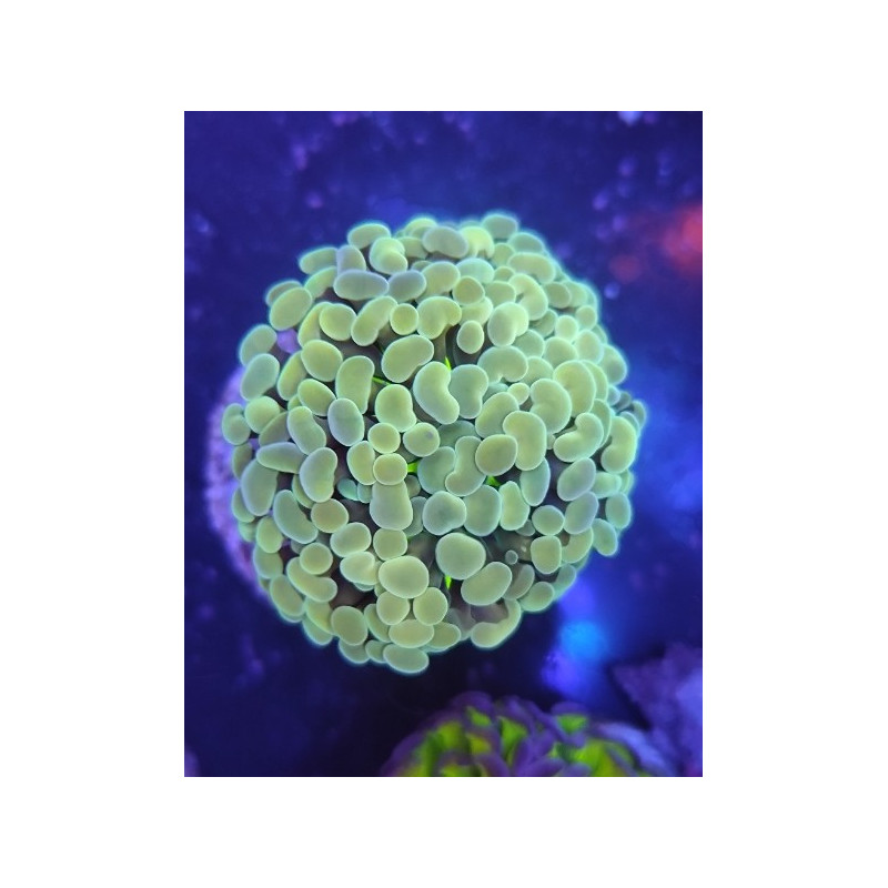 EUPHYLLIA PARANCORA BIG  HEAD