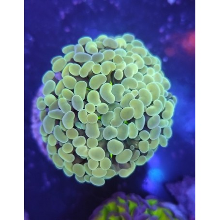 EUPHYLLIA PARANCORA BIG  HEAD