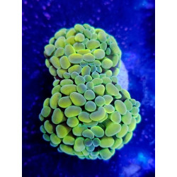 EUPHYLLIA PARANCORA (DOUBLE HEAD)