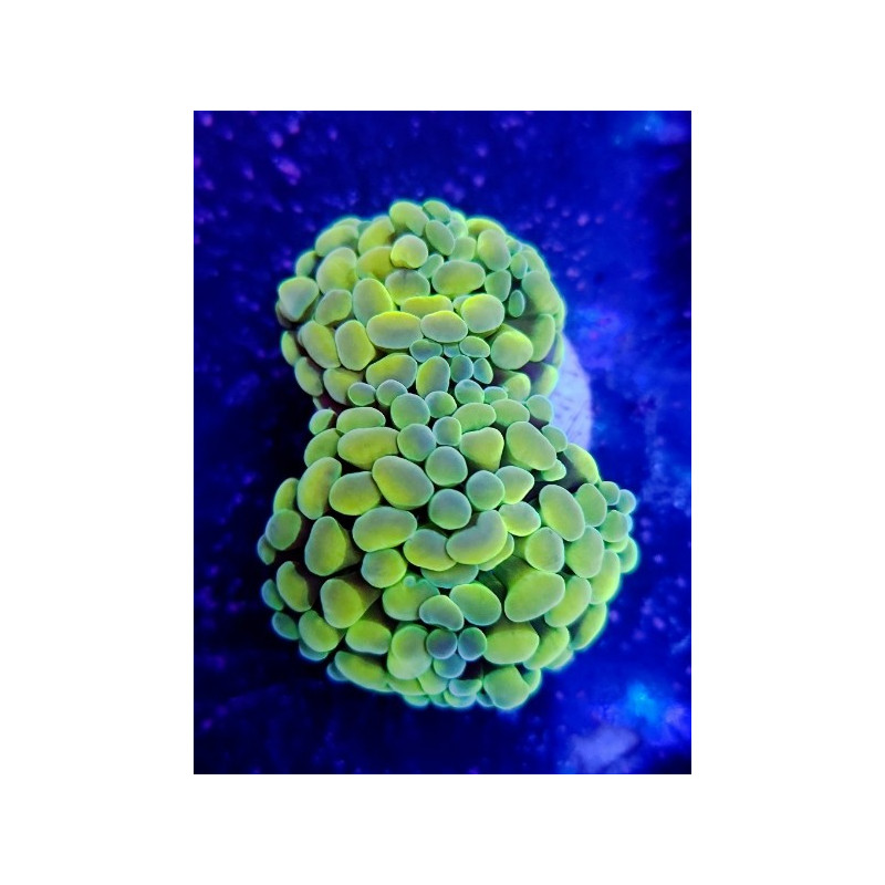 EUPHYLLIA PARANCORA (DOUBLE HEAD)