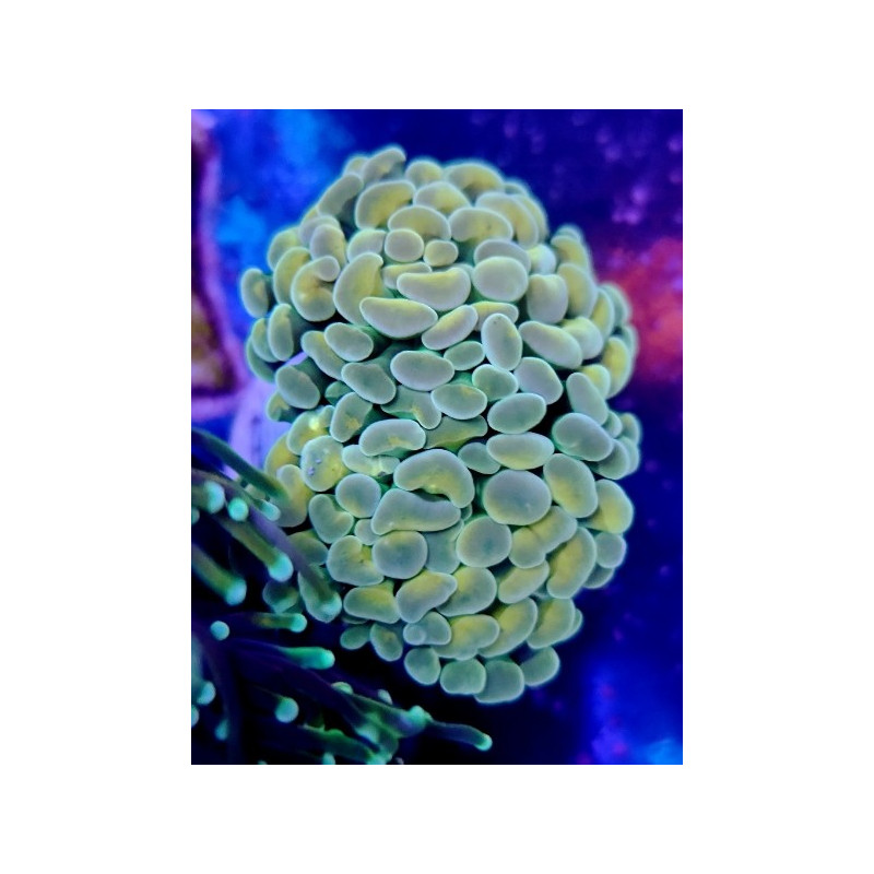 EUPHYLLIA PARANCORA (DOUBLE HEAD)