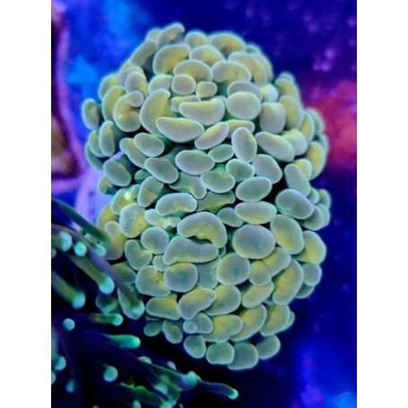 EUPHYLLIA PARANCORA (CABEZA DOBLE)